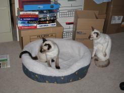more kittens